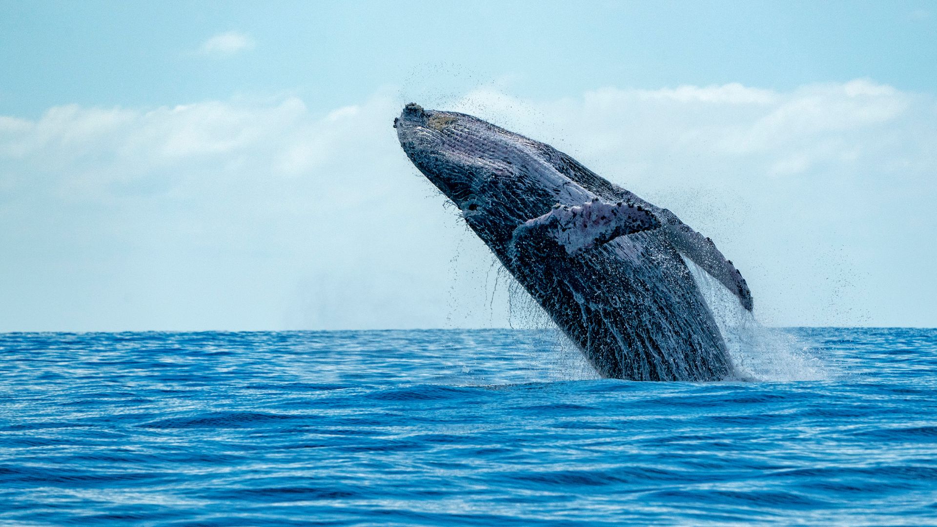 Humpback whales breaching off Maui's coast